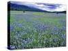 Field of Blue Camas Wildflowers near Huson, Montana, USA-Chuck Haney-Stretched Canvas