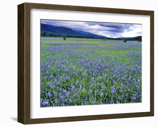 Field of Blue Camas Wildflowers near Huson, Montana, USA-Chuck Haney-Framed Premium Photographic Print
