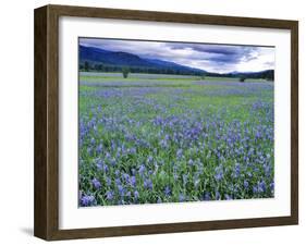 Field of Blue Camas Wildflowers near Huson, Montana, USA-Chuck Haney-Framed Premium Photographic Print