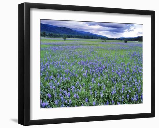 Field of Blue Camas Wildflowers near Huson, Montana, USA-Chuck Haney-Framed Premium Photographic Print