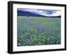 Field of Blue Camas Wildflowers near Huson, Montana, USA-Chuck Haney-Framed Premium Photographic Print