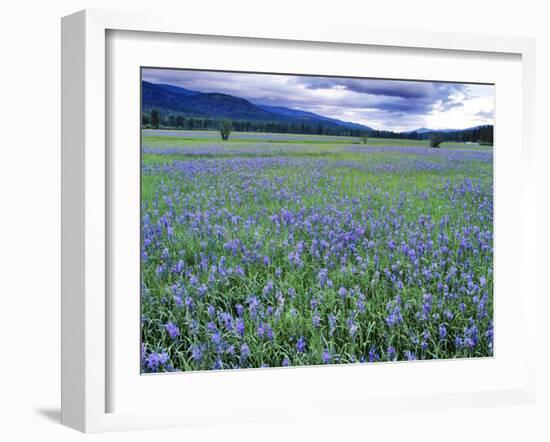 Field of Blue Camas Wildflowers near Huson, Montana, USA-Chuck Haney-Framed Premium Photographic Print