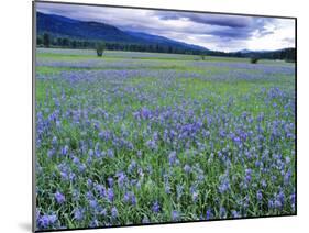 Field of Blue Camas Wildflowers near Huson, Montana, USA-Chuck Haney-Mounted Premium Photographic Print