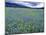 Field of Blue Camas Wildflowers near Huson, Montana, USA-Chuck Haney-Mounted Premium Photographic Print