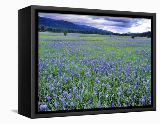 Field of Blue Camas Wildflowers near Huson, Montana, USA-Chuck Haney-Framed Stretched Canvas