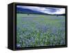 Field of Blue Camas Wildflowers near Huson, Montana, USA-Chuck Haney-Framed Stretched Canvas