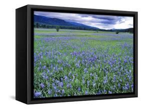 Field of Blue Camas Wildflowers near Huson, Montana, USA-Chuck Haney-Framed Stretched Canvas
