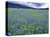 Field of Blue Camas Wildflowers near Huson, Montana, USA-Chuck Haney-Stretched Canvas