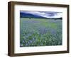 Field of Blue Camas Wildflowers near Huson, Montana, USA-Chuck Haney-Framed Photographic Print