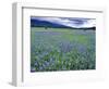 Field of Blue Camas Wildflowers near Huson, Montana, USA-Chuck Haney-Framed Photographic Print