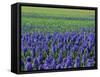 Field of Blue Hyacinths at Lisse in the Netherlands, Europe-Murray Louise-Framed Stretched Canvas