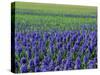 Field of Blue Hyacinths at Lisse in the Netherlands, Europe-Murray Louise-Stretched Canvas
