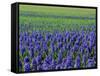 Field of Blue Hyacinths at Lisse in the Netherlands, Europe-Murray Louise-Framed Stretched Canvas