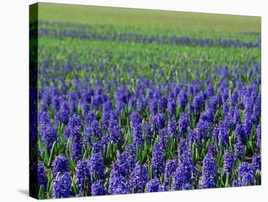 Field of Blue Hyacinths at Lisse in the Netherlands, Europe-Murray Louise-Stretched Canvas