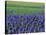 Field of Blue Hyacinths at Lisse in the Netherlands, Europe-Murray Louise-Stretched Canvas