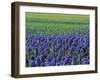 Field of Blue Hyacinths at Lisse in the Netherlands, Europe-Murray Louise-Framed Photographic Print