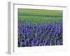 Field of Blue Hyacinths at Lisse in the Netherlands, Europe-Murray Louise-Framed Photographic Print