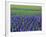 Field of Blue Hyacinths at Lisse in the Netherlands, Europe-Murray Louise-Framed Photographic Print