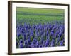 Field of Blue Hyacinths at Lisse in the Netherlands, Europe-Murray Louise-Framed Photographic Print