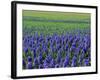 Field of Blue Hyacinths at Lisse in the Netherlands, Europe-Murray Louise-Framed Photographic Print