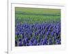 Field of Blue Hyacinths at Lisse in the Netherlands, Europe-Murray Louise-Framed Photographic Print