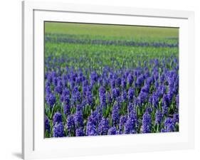 Field of Blue Hyacinths at Lisse in the Netherlands, Europe-Murray Louise-Framed Photographic Print