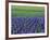 Field of Blue Hyacinths at Lisse in the Netherlands, Europe-Murray Louise-Framed Photographic Print