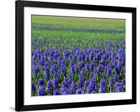 Field of Blue Hyacinths at Lisse in the Netherlands, Europe-Murray Louise-Framed Photographic Print