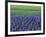 Field of Blue Hyacinths at Lisse in the Netherlands, Europe-Murray Louise-Framed Photographic Print