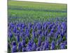 Field of Blue Hyacinths at Lisse in the Netherlands, Europe-Murray Louise-Mounted Photographic Print