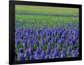 Field of Blue Hyacinths at Lisse in the Netherlands, Europe-Murray Louise-Framed Photographic Print