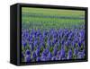 Field of Blue Hyacinths at Lisse in the Netherlands, Europe-Murray Louise-Framed Stretched Canvas