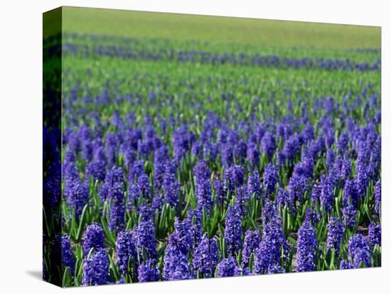 Field of Blue Hyacinths at Lisse in the Netherlands, Europe-Murray Louise-Stretched Canvas