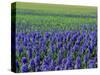 Field of Blue Hyacinths at Lisse in the Netherlands, Europe-Murray Louise-Stretched Canvas