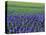 Field of Blue Hyacinths at Lisse in the Netherlands, Europe-Murray Louise-Stretched Canvas