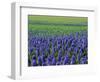 Field of Blue Hyacinths at Lisse in the Netherlands, Europe-Murray Louise-Framed Photographic Print