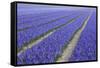 Field of Blue Hyacinths in Bloom in the Netherlands-Darrell Gulin-Framed Stretched Canvas