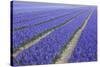 Field of Blue Hyacinths in Bloom in the Netherlands-Darrell Gulin-Stretched Canvas