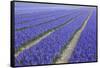 Field of Blue Hyacinths in Bloom in the Netherlands-Darrell Gulin-Framed Stretched Canvas
