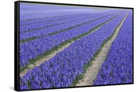 Field of Blue Hyacinths in Bloom in the Netherlands-Darrell Gulin-Framed Stretched Canvas