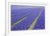 Field of Blue Hyacinths in Bloom in the Netherlands-Darrell Gulin-Framed Photographic Print