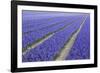 Field of Blue Hyacinths in Bloom in the Netherlands-Darrell Gulin-Framed Photographic Print