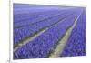 Field of Blue Hyacinths in Bloom in the Netherlands-Darrell Gulin-Framed Photographic Print