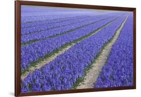 Field of Blue Hyacinths in Bloom in the Netherlands-Darrell Gulin-Framed Photographic Print