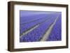 Field of Blue Hyacinths in Bloom in the Netherlands-Darrell Gulin-Framed Photographic Print