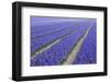 Field of Blue Hyacinths in Bloom in the Netherlands-Darrell Gulin-Framed Photographic Print