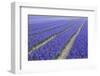 Field of Blue Hyacinths in Bloom in the Netherlands-Darrell Gulin-Framed Photographic Print