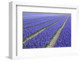 Field of Blue Hyacinths in Bloom in the Netherlands-Darrell Gulin-Framed Photographic Print