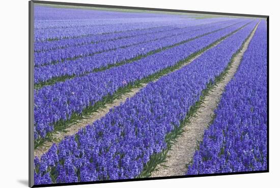 Field of Blue Hyacinths in Bloom in the Netherlands-Darrell Gulin-Mounted Photographic Print