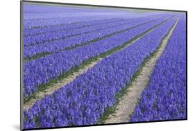 Field of Blue Hyacinths in Bloom in the Netherlands-Darrell Gulin-Mounted Photographic Print